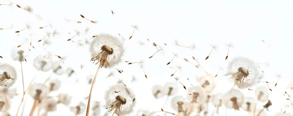  Soft and light spring background with Dandelions Generative Ai  © LayerAce.com
