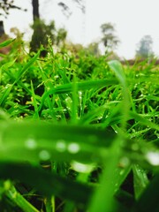 grass with dew drops