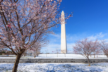 Cherry blossom festival with view of  Washington Monument around the tidal basin in early spring