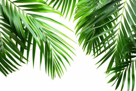 A white background shows palm leaves isolated on it