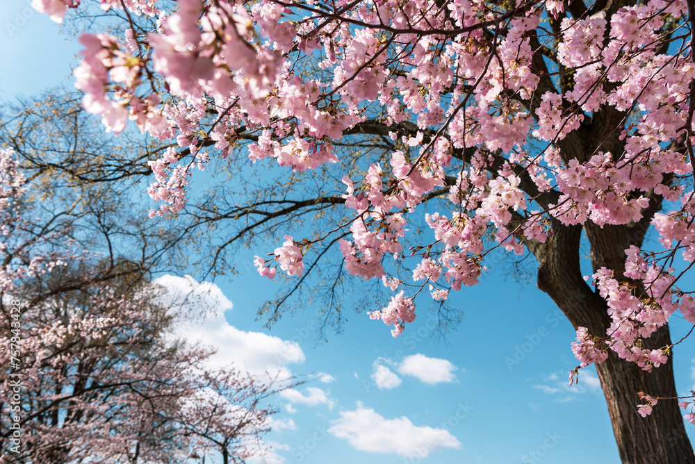 Wall mural beautiful cherry blossom sakura in spring time over blue sky.