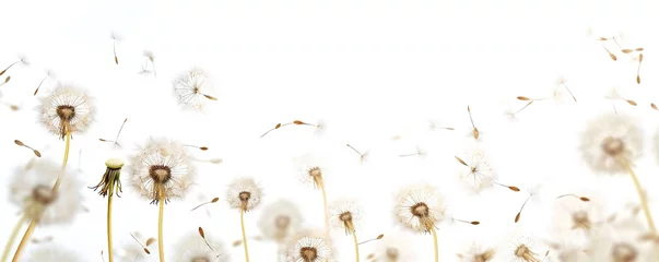 Foto op Plexiglas Soft and light spring background with Dandelions Generative Ai  © LayerAce.com