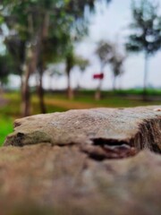 cut tree in the outdoors , fresh breeze all around