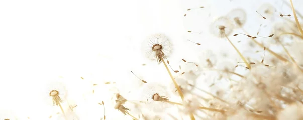 Foto op Plexiglas Soft and light spring background with Dandelions Generative Ai  © LayerAce.com