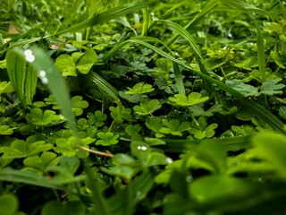 Elegant Lucky Clovers In Green foliage