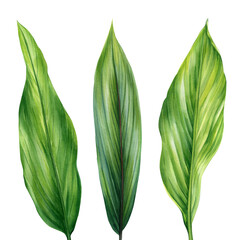 Tropical leaves, Palm leaf, watercolor painting green plant illustration on isolated white background. Jungle clipart