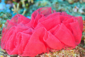 ウミウシの花のような卵　久米島