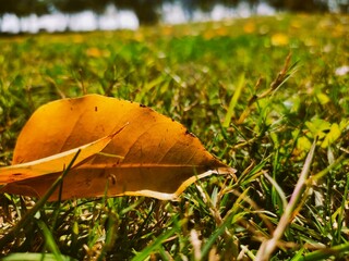 Golden leaf on grass , its autumn yet springs