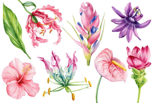 Exotic flowers set. Turmeric, anthurium, passionflower, hibiscus isolated background. Watercolor botanical hand drawing