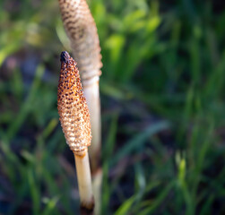 fresh plants of Equisetum telmateia