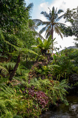 Obraz premium tropical forest with trees