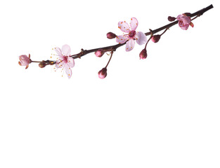 Small branch with light pink flowers of Sakura  isolated on white background. - 757846059