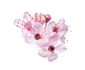 Light pink flowers of Sakura isolated on white background. - 757846065