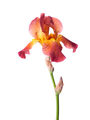 Red-brown Iris flower isolated on a white background. - 757846071