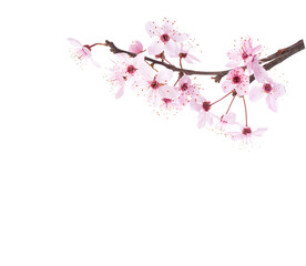 Branches with light pink flowers of Sakura  isolated on white background. - 757846074