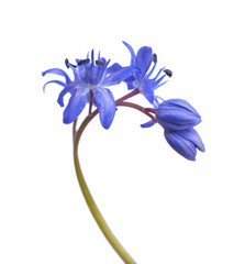 Early spring flower isolated on white background. Shallow DOF. Close-up of Siberian Squill (Scilla siberica).