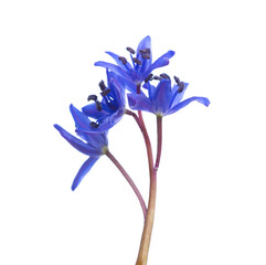  Blue flowers of Siberian Squill (Scilla siberica) isolated on white background. Shallow DOF. Selective focus