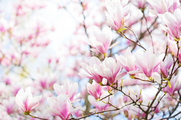 Branches of light pink Magnolia flowers on an out-of-focus background. Selective focus. Shallow DOF. - 757846090