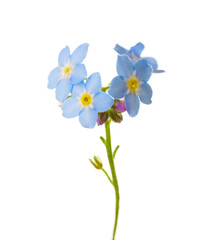 Forget-me-not flower isolated on white background. Selective focus