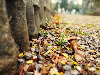 autumn leaves on the ground