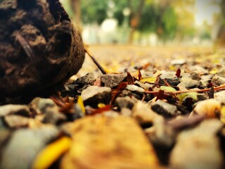 Obraz premium autumn leaves on the ground, a Macro Closeup .