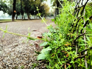 grass in a garden