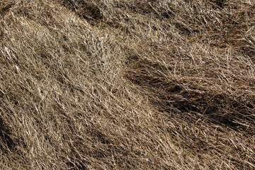 texture of dry grass from top view
