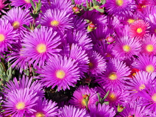 Fleurs roses violettes