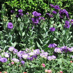 Lisanthius, beautiful blue blooming flower with many small flowers