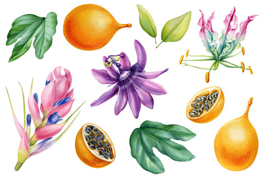 Tropical flowers, leaf and fruit set on isolated background watercolor botanical illustration, hand drawing exotic flora