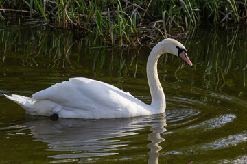 The mute swan Cygnus olor on the water of a small river. A beautiful white bird