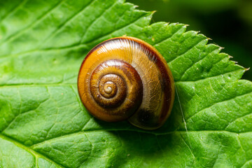 Oxychilus alliarius , commonly known as the garlic snail or garlic glass-snail