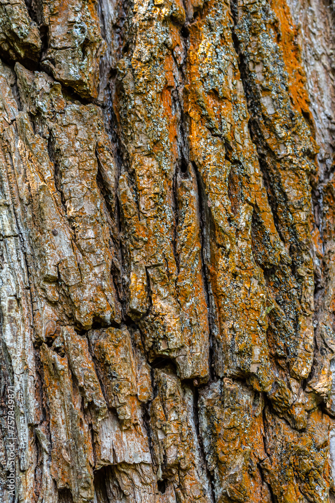 Poster old wood tree texture background pattern