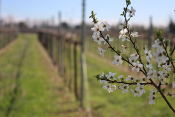 Close-up of Blackthorn branches with white flowers near Vineyard in the italian countryside. Vitis...