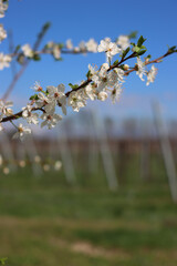 Close-up of Blackthorn branches with white flowers near Vineyard in the italian countryside. Vitis vinifera and Prunus spinosa on early springtime