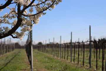 Blackthorn tree with beautiful white flowers near Vineyard in the italian countryside. Vitis...
