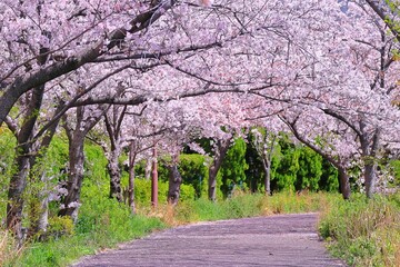 春の桜の花のトンネル