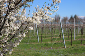 Close-up of Blackthorn branches with white flowers near Vineyard in the italian countryside. Vitis...