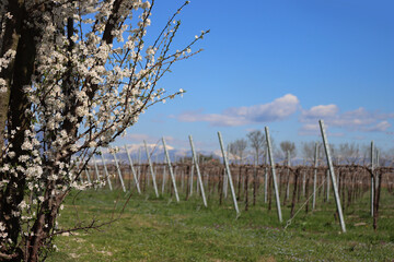 Blackthorn tree with beautiful white flowers near Vineyard in the italian countryside. Vitis...