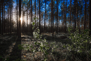 Fototapeta premium path in the forest