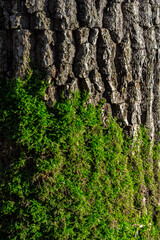 old wood tree bark texture with green moss