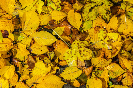 Seamless pattern autumn golden leaves make a bright carpet on the ground