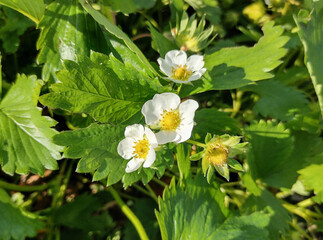 Flowering strawberry plant in the spring
