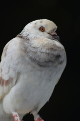 close up pigeon