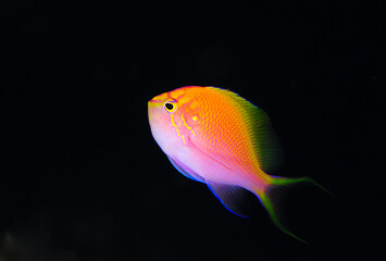 ハナゴンベ　久米島