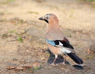 Eurasian jay, Garrulus glandarius. On a sunny morning, a bird walks the ground looking for food