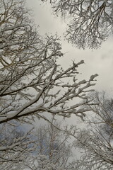 Fototapeta na wymiar winter in snow forest hokkaido japan