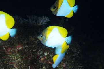 カスミチョウチョウウオ　久米島