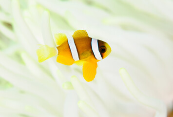 白化したイソギンチャクに生きるクマノミの幼魚　久米島