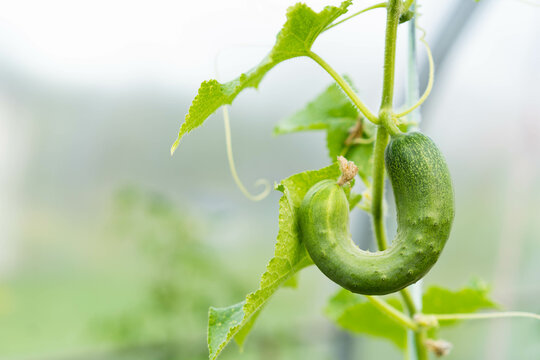 Crooked Cucumber, Deformation Of Cucumber Fruits, Crocheted Vegetable, Micronutrient Deficiency, Copy Space